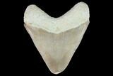 Serrated, Bone Valley Megalodon Tooth - Florida #99929-2